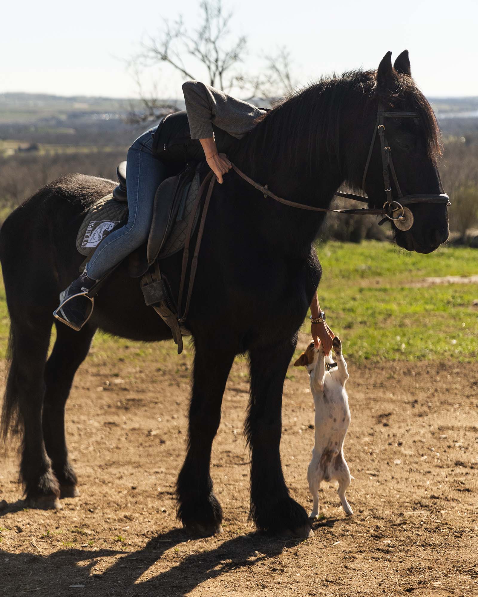 caballos-paseos-rutas-madrid